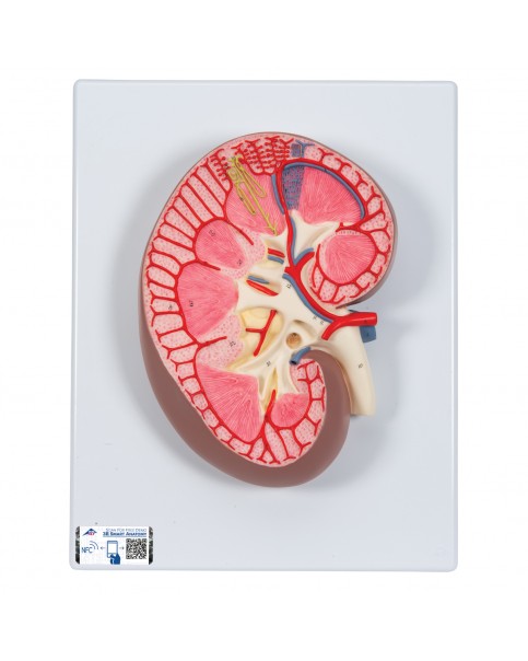 Böbrek Kesiti Modeli, 3 Kat Büyütülmüş