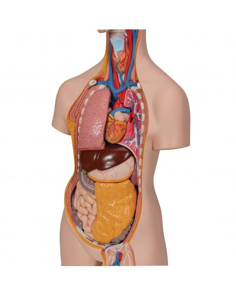 Cinsiyetsiz Klasik Torso Modeli, 14 Parçalı