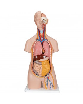 Cinsiyetsiz Klasik Torso Modeli, 14 Parçalı