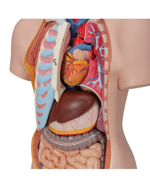 Cinsiyetsiz Klasik Torso Modeli, 16 Parçalı