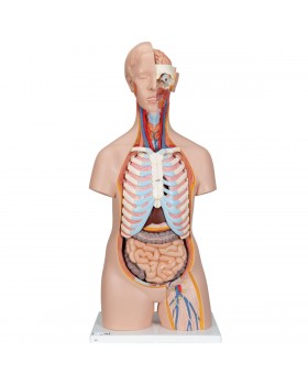 Cinsiyetsiz Klasik Torso Modeli, 16 Parçalı