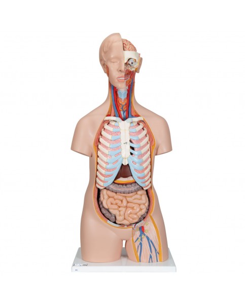 Cinsiyetsiz Klasik Torso Modeli, 16 Parçalı