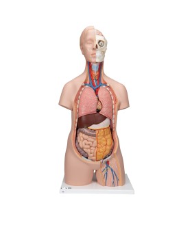 Cinsiyetsiz Standart Torso Modeli, 12 Parçalı