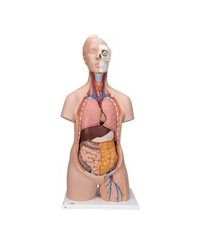 Cinsiyetsiz Standart Torso Modeli, 12 Parçalı