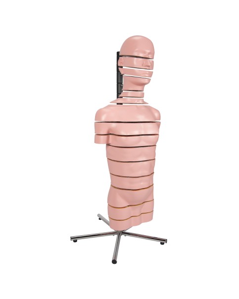 Diskli Torso Modeli, 15 Disk