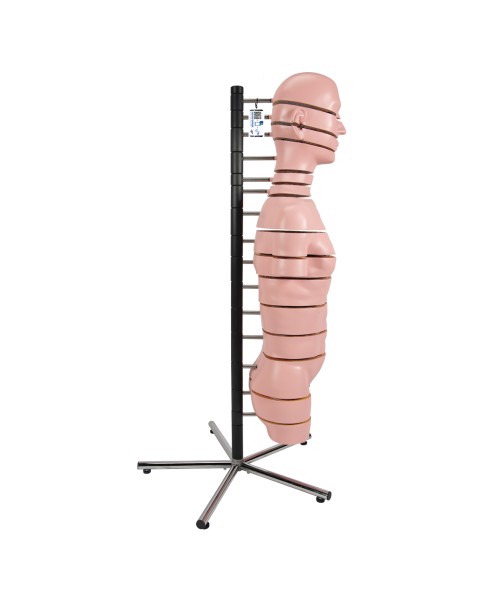 Diskli Torso Modeli, 15 Disk