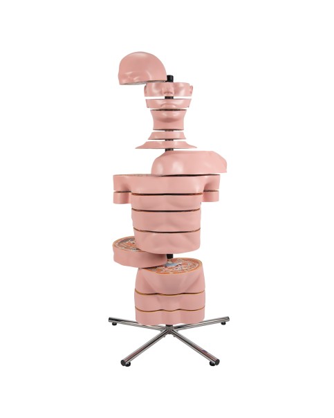 Diskli Torso Modeli, 15 Disk