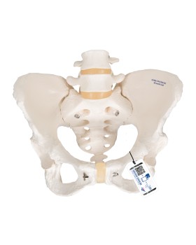 Kadın Pelvis Modeli