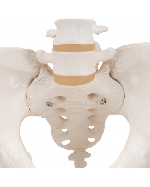 Kadın Pelvis Modeli