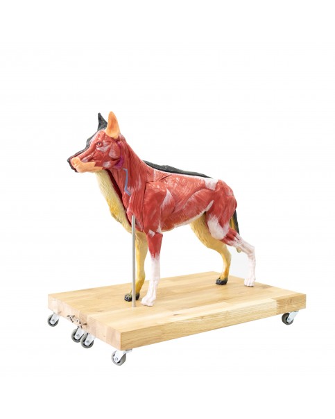 Köpek Anatomi Modeli -11 Parçalı, Doğal Ölçülerin 2/3 Boyutunda 