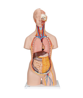 Sırtı Açık Cinsiyetsiz Klasik Torso Modeli, 18 Parçalı