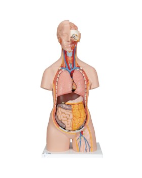 Sırtı Açık Cinsiyetsiz Klasik Torso Modeli, 18 Parçalı