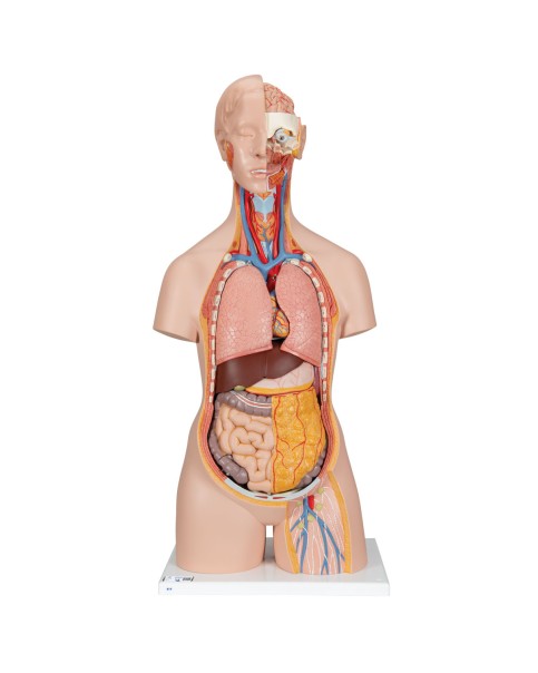 Sırtı Açık Cinsiyetsiz Klasik Torso Modeli, 18 Parçalı