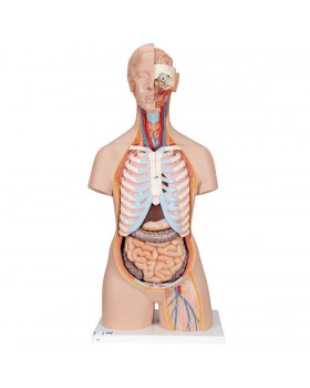 Sırtı Açık Cinsiyetsiz Klasik Torso Modeli, 21 Parçalı