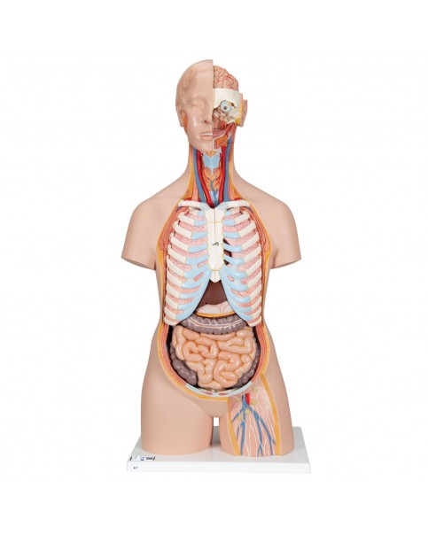 Sırtı Açık Cinsiyetsiz Klasik Torso Modeli, 21 Parçalı