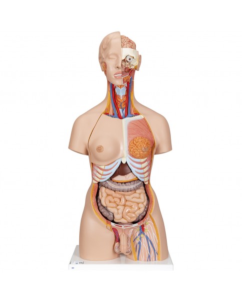 Sırtı Açık, İki Cinsiyetli Lüks Torso Modeli, 28 Parçalı