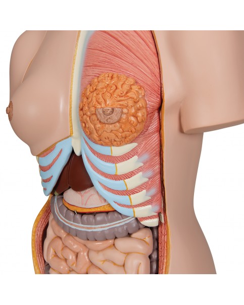 Sırtı Açık, İki Cinsiyetli Lüks Torso Modeli, 28 Parçalı