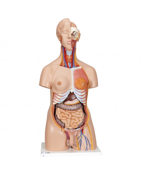 İki Cinsiyetli Lüks Torso Modeli, 24 Parçalı