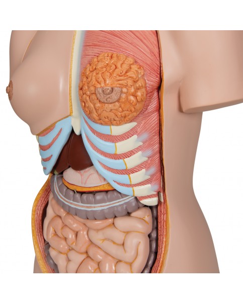 İki Cinsiyetli Lüks Torso Modeli, 24 Parçalı