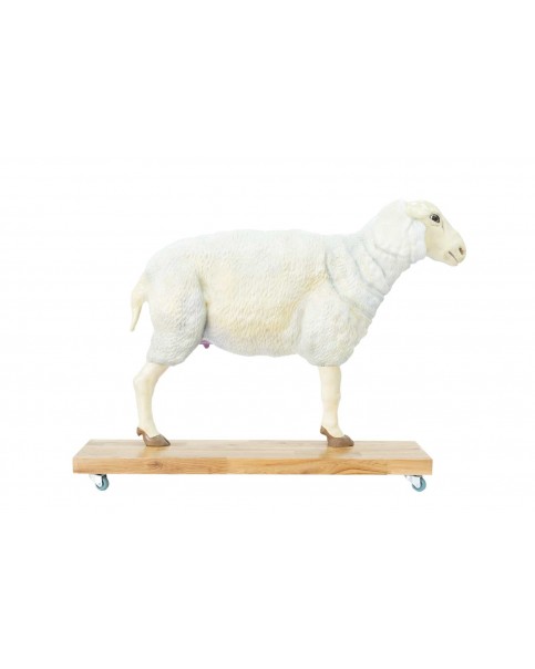 Koyun Anatomi Modeli - 12 Parçalı, Doğal Ölçülerin 2/3 Boyutunda