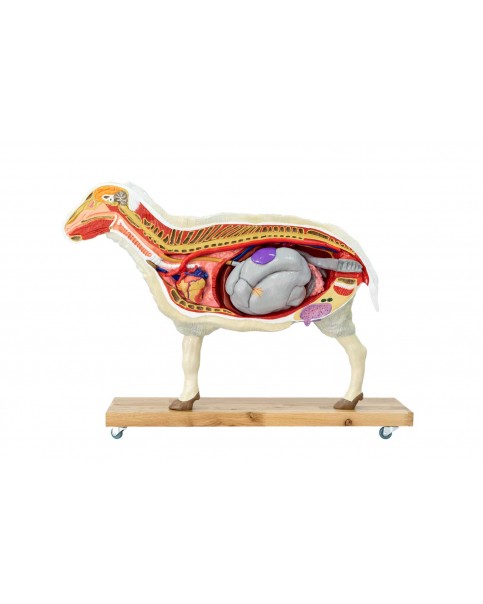 Koyun Anatomi Modeli - 12 Parçalı, Doğal Ölçülerin 2/3 Boyutunda