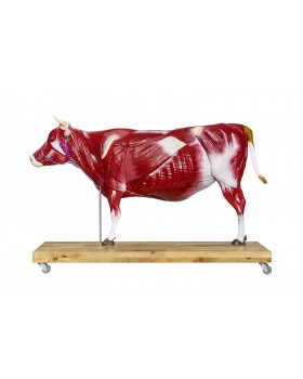 İnek (Sığır) Anatomi Modeli - 15 Parçalı, Doğal Ölçülerin 1/3 Boyutunda