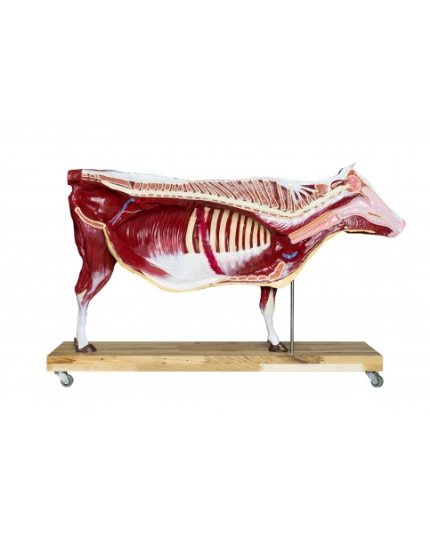 İnek (Sığır) Anatomi Modeli - 15 Parçalı, Doğal Ölçülerin 1/3 Boyutunda