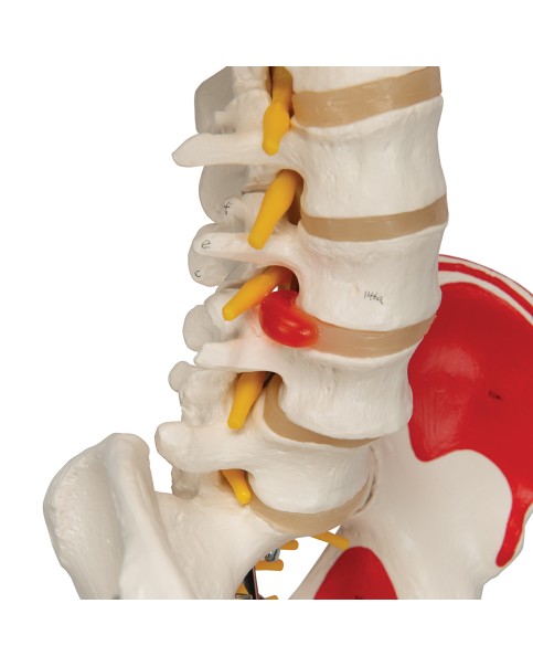 İskelet Modeli, Kasları ve Ligamentleri Gösteren, Gerçek Boy