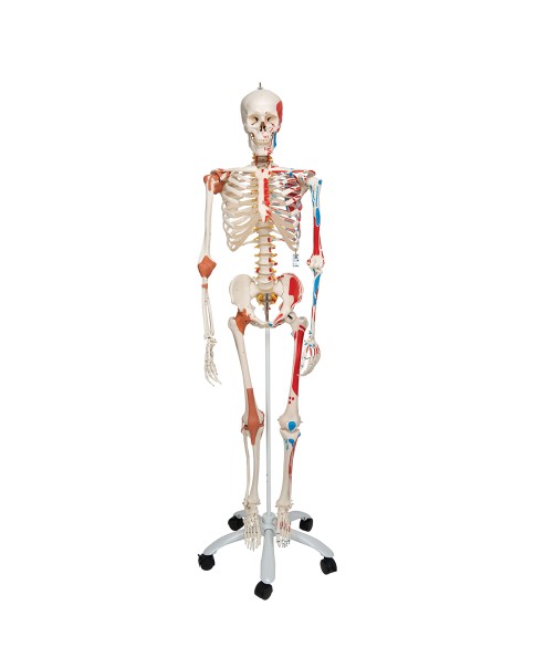 İskelet Modeli, Kasları ve Ligamentleri Gösteren, Gerçek Boy