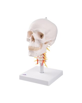 Kafatası Modeli, Boyun Omurları Üzerinde, 4 Parçalı