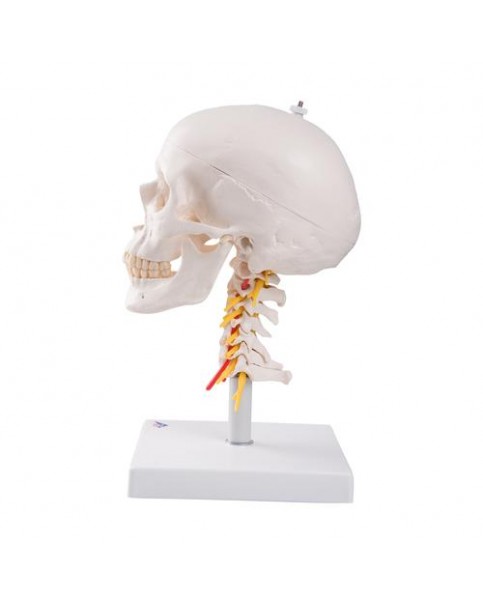 Kafatası Modeli, Boyun Omurları Üzerinde, 4 Parçalı