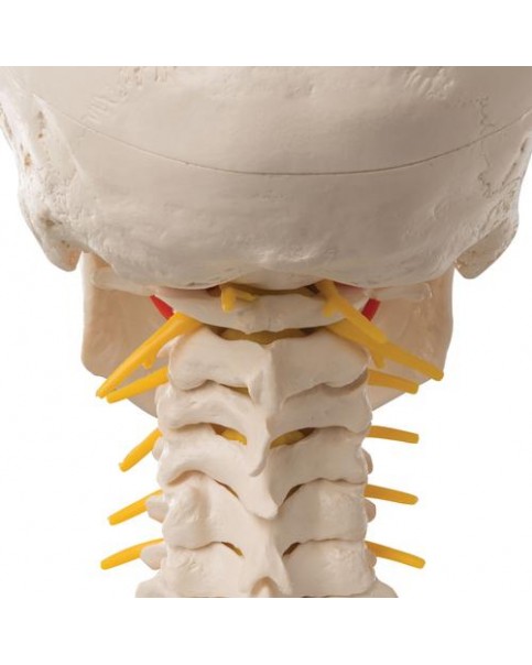 Kafatası Modeli, Boyun Omurları Üzerinde, 4 Parçalı