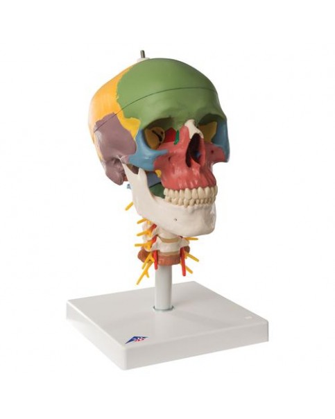 Öğretici Kafatası Modeli, Boyun Omurları Üzerinde, 4 Parçalı