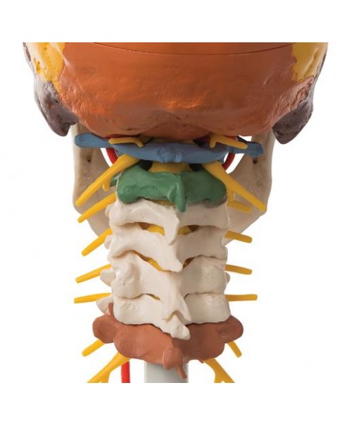 Öğretici Kafatası Modeli, Boyun Omurları Üzerinde, 4 Parçalı