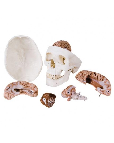 Kafatası Modeli, Beyinle Birlikte, 8 Parçalı