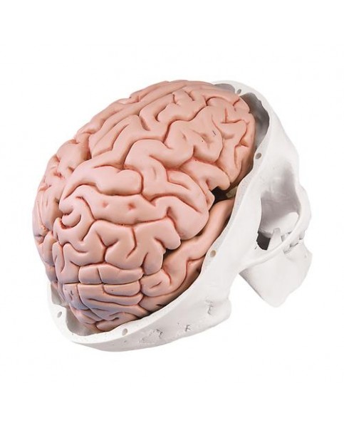 Kafatası Modeli, Beyinle Birlikte, 8 Parçalı