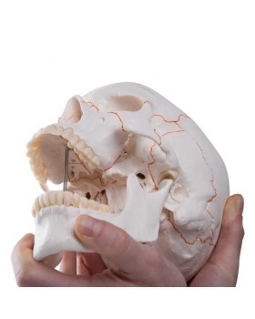 Kafatası Modeli, Numaralandırılmış, 3 Parçalı