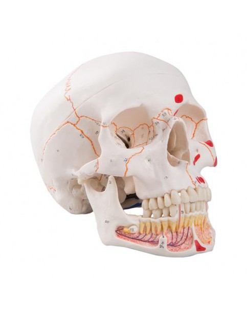 Renkli Kafatası Modeli, Açık Mandibulalı, 3 Parçalı