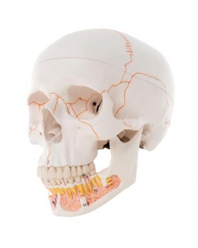 Kafatası Modeli, Açık Mandibulalı, 3 Parçalı