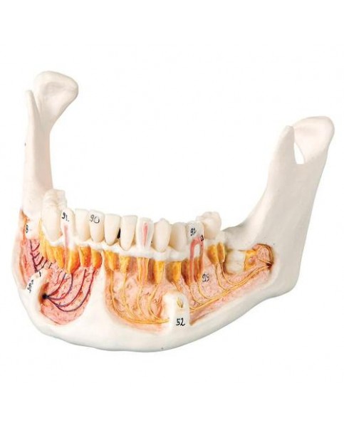 Kafatası Modeli, Açık Mandibulalı, 3 Parçalı