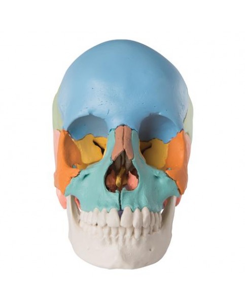 Renkli Kafatası Modeli, 22 Parçalı
