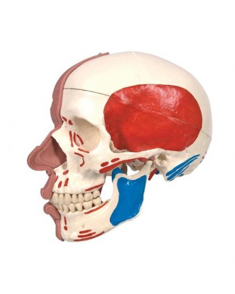 Kafatası Modeli, Yüz Kaslarıyla Birlikte