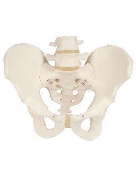 Erkek Pelvis Modeli