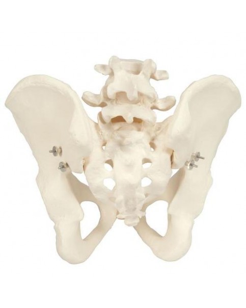 Erkek Pelvis Modeli