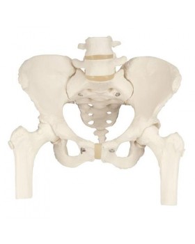 Kadın Pelvis Modeli