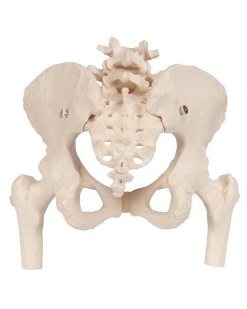 Kadın Pelvis Modeli