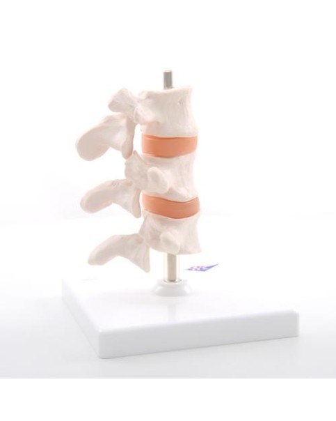 Osteoporoz Modeli, 3 Omur