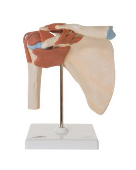 Omuz Eklemi Modeli, Ligamentli