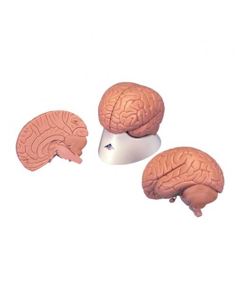 Beyin Modeli, Stand İle Birlikte, 2 Parçalı
