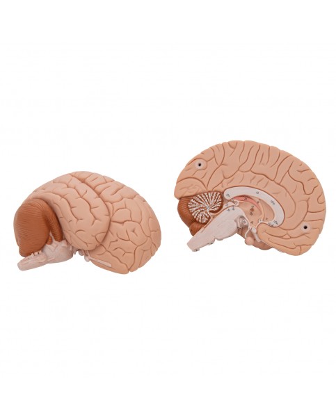 Beyin Modeli, 2 Parçalı